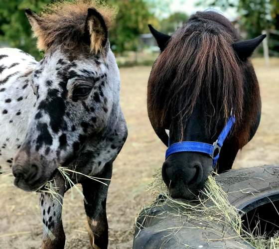 Ponysfreundschaft